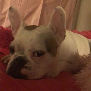 Meet your Posher, Belle